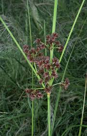Image result for Cyperus latifolius