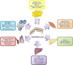 Nájdite a porovnajte 6232 kurzov v 339 jazykové školy v anglicku, uk v language international. Is Palmitoleic Acid A Plausible Nonpharmacological Strategy To Prevent Or Control Chronic Metabolic And Inflammatory Disorders Souza 2018 Molecular Nutrition Amp Food Research Wiley Online Library