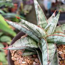 Image result for Sansevieria dooneri