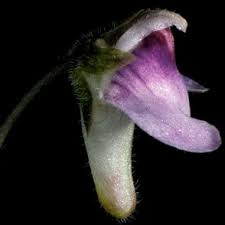 Image result for Genlisea hispidula