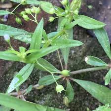 Image result for Oldenlandia angolensis