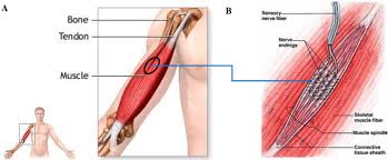 If you want bigger biceps, do barbell curls and hammer curls to help you get bulkier upper arm muscles. 9 Arm Muscle Anatomy A The Muscle Is Connected To The Bond Via Download Scientific Diagram