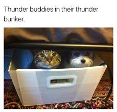 Thunder Buddies In Their Thunder Bunker Dog And Cat Together Hiding From Storm Funny Animal Memes Funny Animal Pictures Cute Animals