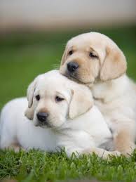 Resimlerin Dili Labrador Retrievers Labradors Yavru Kopek