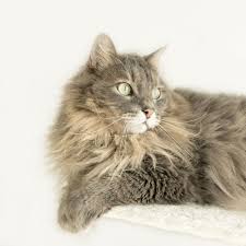 There are different types of long haired cat breeds. 10 Long Haired Cats Maine Coon Norwegian Forest And More