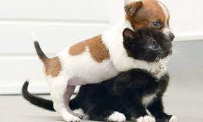Kedi ve köpek neden anlaşamaz? Sadece Ayni Anda Hem Kedi Hem Kopek Besleyenlerin Karsilastiklari 16 Durum Listelist Com