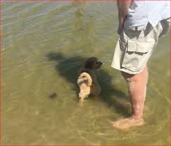 I accept the privacy agreement and the cookies policy gps: Australian Cobberdogs Joy
