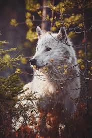 Pin On Animals