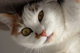 When you're ready to buy a himalayan kitten, you can expect to pay in the ballpark of $500 and $1,300. Himalayan Cat Breed Info Pictures Temperament Traits Pet Keen