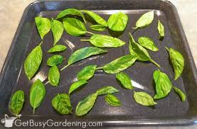 Frozen herbs can be used in the same proportion as fresh herbs. How To Freeze Fresh Herbs At Home