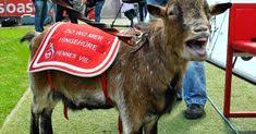 Ob sie gerade gäste empfangen möchten oder nicht, machen sie mit dem türhänger „hennes auf den ersten blick deutlich. 12 Koln And Hennes Ideas Viii Cologne Germany Road Trip Europe