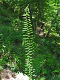 Image result for Asplenium preussii