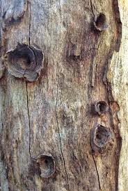 Weird Wood Holes Texture Photography Tree Bark Texture Nature Artwork