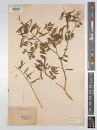 Image result for Tephrosia purpurea