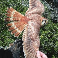 This ensures that both mac and windows users can download the coloring sheets and that your coloring pages aren't. Dorsal View Of An American Kestrel With Aberrant Plumage Download Scientific Diagram