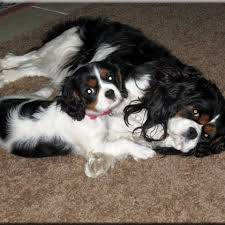We did not find results for: Cavalier King Charles Spaniel Puppies For Adoption Home Facebook