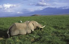 If a camel uses the fat inside the hump, the hump will become limp and droop down. The Elephants Of The Orontes