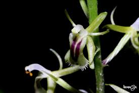 Image result for Liparis bowkeri