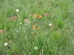 Image result for Pogonarthria squarrosa