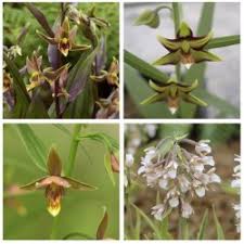Epipactis gigantea 'serpentine night' (chatterbox, stream orchid). Epipactis Orchids 4 Pack 2 Phytesia