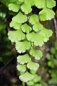 Image result for Adiantaceae