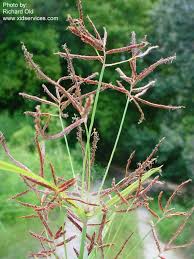 Image result for Cyperus nduru