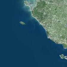 Mésange charbonnière