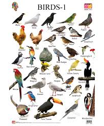 names of birds hos ting