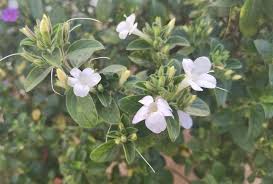 Image result for Barleria obtusa