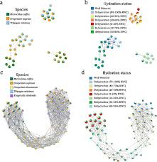 Image result for Tripogon minimus