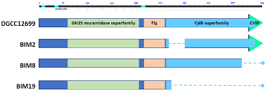 Viruses | Free Full-Text | Novel P335-like Phage Resistance Arises from  Deletion within Putative Autolysin yccB in Lactococcus lactis