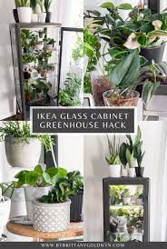 how to hack an ikea glass cabinet to make a greenhouse ikea glass cabinet ikea plants plant in glass