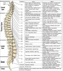 Spine Map Colorado Springs Chiropractic Holliger