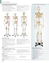 If you want to experience the future. Anatomy Pictures Muscles And Bones Pdf Downloads Anatomy For Kids Pdf Kit Human Anatomy Human Anatomy And Physiology Bone Decorados De Unas