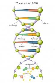 Genetics Is A Science Which Deals With The Study And Understanding Of Heredity Evolution Development Ecology Molecul Dna Project Teaching Biology Genetics