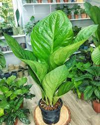 Daunnya tak hanya lebar tetapi memiliki bentuk yang unik. 10 Tanaman Hias Daun Lebar Cantik Dan Cocok Untuk Dekorasi Rumah