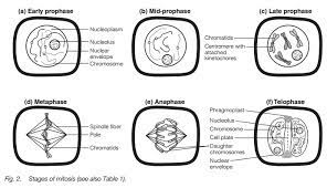 In plants, active mitotic cell division takes place in apices. Plant Cell Division
