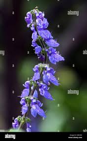 Image result for Coleus barbatus