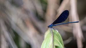 Check spelling or type a new query. 3840x1080px Free Download Hd Wallpaper Blue Dragonfly Zoom Blurred Background Nature Leaf Animal Wildlife Wallpaper Flare