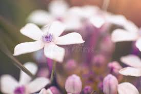 Image result for Pentanisia