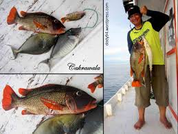 We did not find results for: Ikan Bakar Paling Enak Di Indonesia Cakrawala