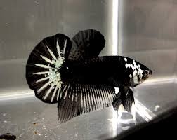 The Half Samurai Plakat Betta Fish Which Have Monkey Face Betta Fish Betta Fish