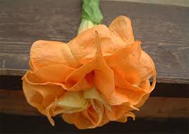 Herrenhauser Garten Beautiful Double Orange Brugmansia Brugmansia Beautiful Flowers Trumpet Lily