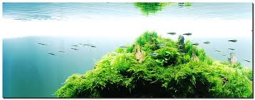 Floating Island Planted Tank Plantedtank Plantedaquarium Aquascape Planted Aquarium Plants