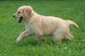 Check spelling or type a new query. Raised In Vermont By Careful Breeders Of Akc Golden Retrievers This Little Boy Is For Sale Windy Knoll Golden Retrievers