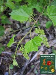 Image result for Vitaceae