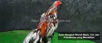 Ayam Bangkok Blorok Madu Madu Bangkok Ayam