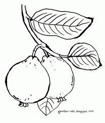 Jambu kristal adalah jenis jambu biji dengan sedikit biji dan tekstur renyah seperti buah apel atau pir. 25 Inspirasi Keren Sketsa Jambu Biji Nation Wides