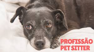 Browse reviewed and verified pet sitters in como, italy on the most trusted pet sitting website. Profissao Pet Sitter Os Segredos Do Negocio Youtube