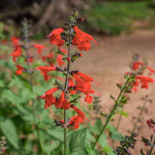 Image result for Salvia coccinea
